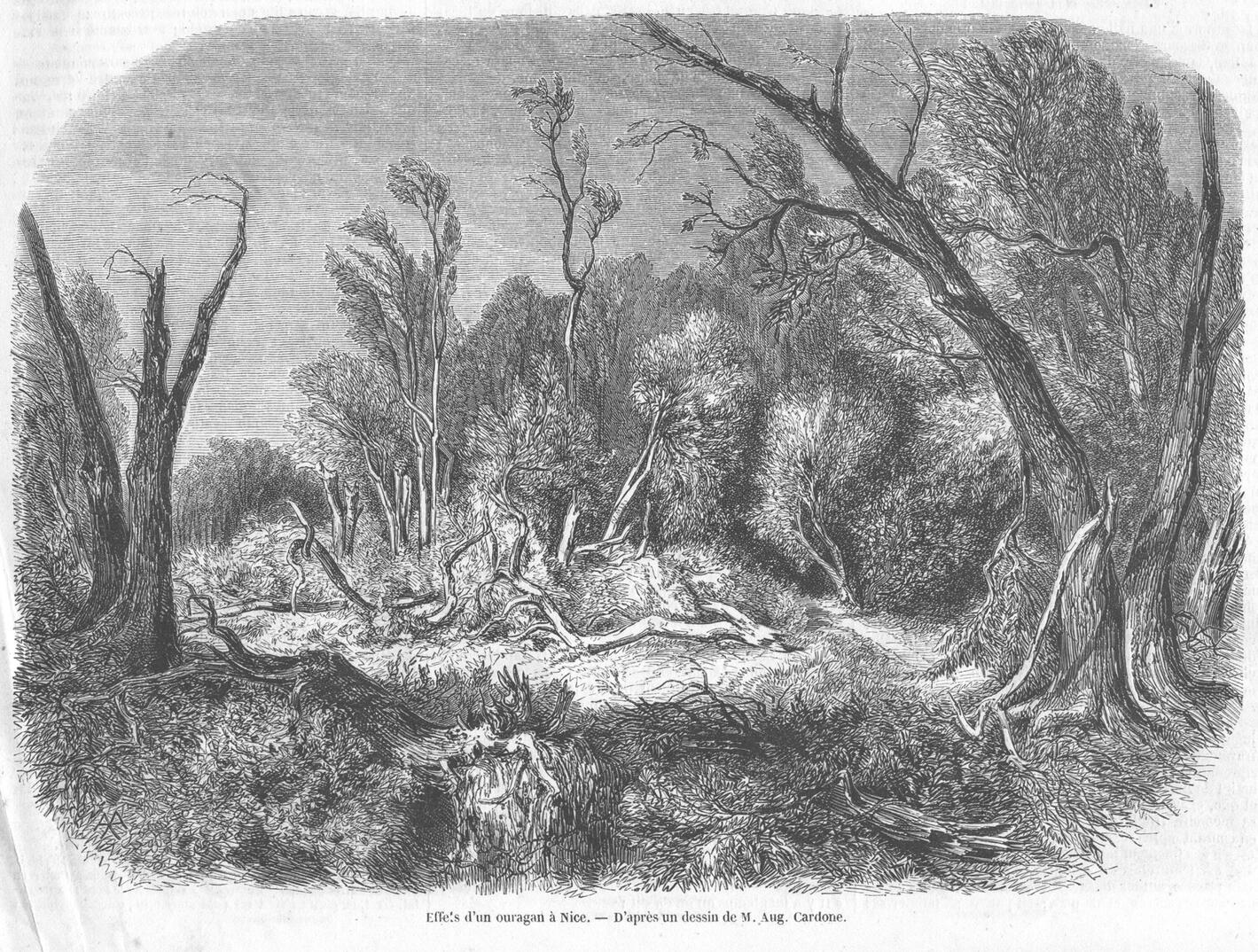 a thing that dreamed of trees