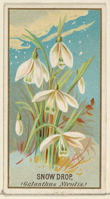 snowdrops